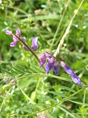photo of Fodder Vetch