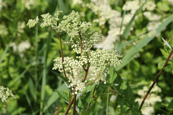 photo of Meadowsweet