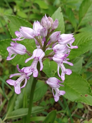 photo of Military Orchid