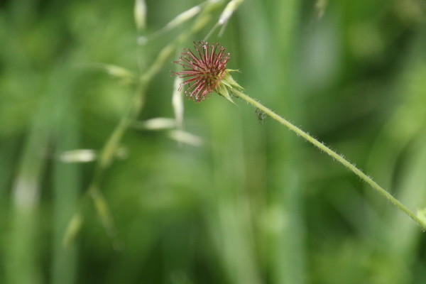 photo of Wood Avens