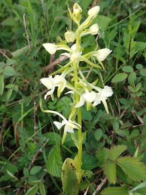 photo of Greater Butterfly Orchid