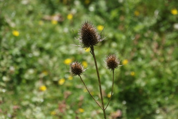 photo of Teasel