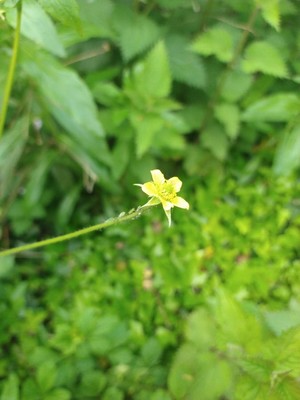 photo of Wood Avens