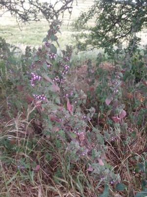 photo of Black Horehound