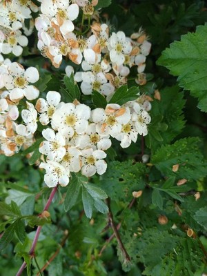 photo of Hawthorn