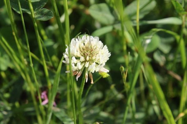 photo of White Clover