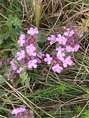 photo of Mother Of Thyme
