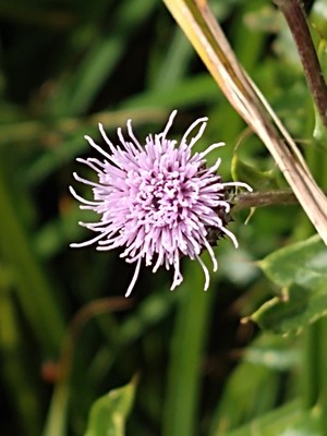 photo of Creeping Thistle