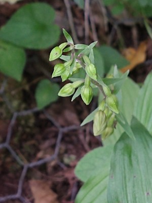 photo of Broad Leaved Helleborine