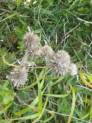 photo of Carline Thistle