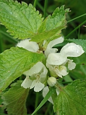 photo of White Dead Nettle