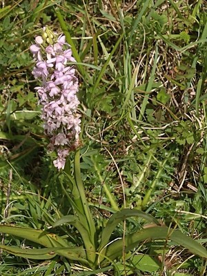 photo of Heath Fragrant Orchid