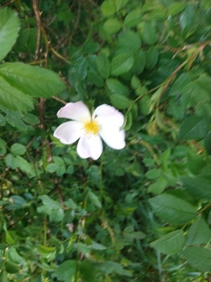 photo of Common Dog Rose