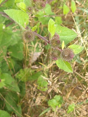 photo of Lesser Burdock