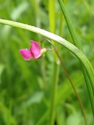 photo of Grass Vetchling
