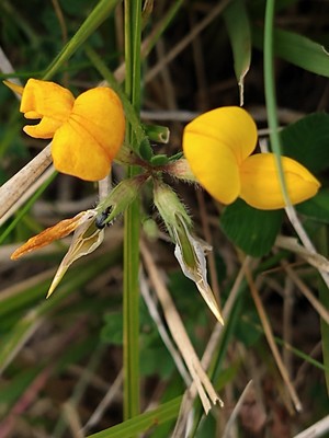 photo of Bird's Foot Trefoil