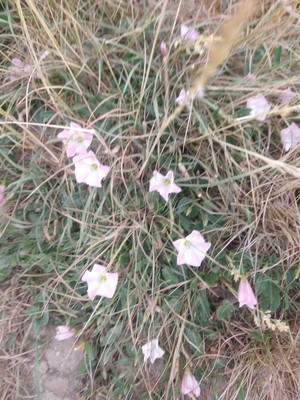 photo of Field Bindweed