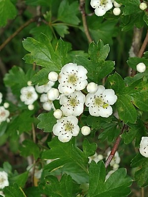 photo of Hawthorn