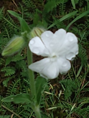 photo of White Campion