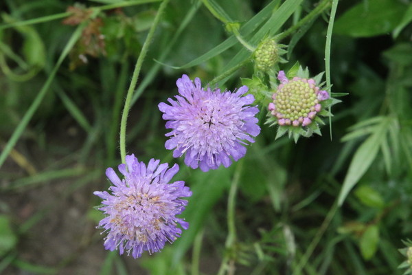 photo of Field Scabious