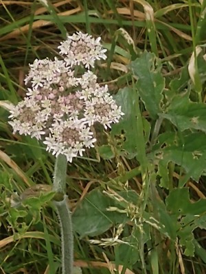 photo of Hogweed