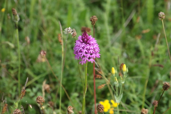 photo of Pyramidal Orchid