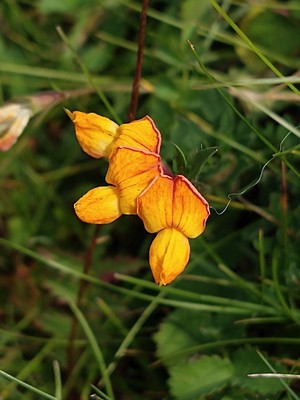 photo of Bird's Foot Trefoil