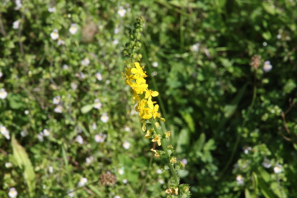 photo of Agrimony