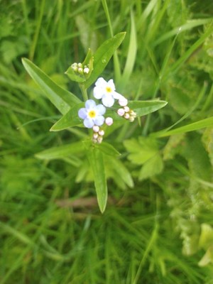 photo of Water Forget Me Not