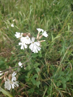 photo of White Campion
