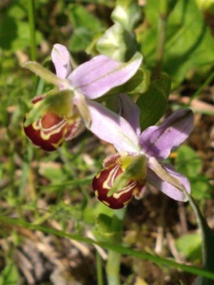 photo of Bee Orchid