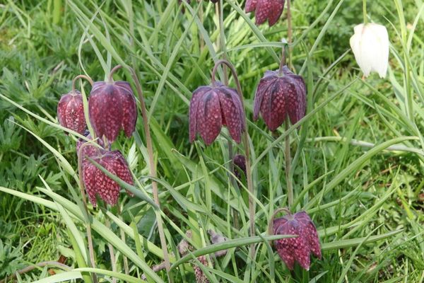 photo of Snake's Head Fritillary