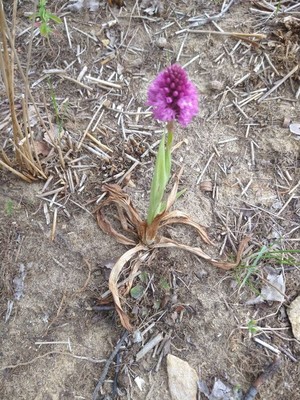 photo of Pyramidal Orchid