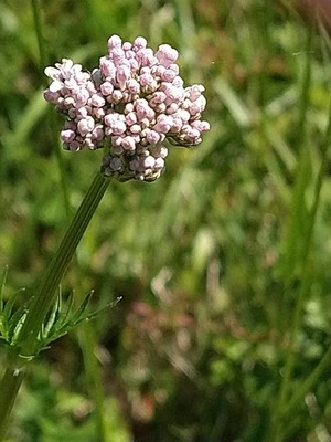 photo of Marsh Valerian