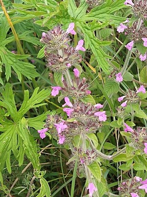 photo of Wild Basil