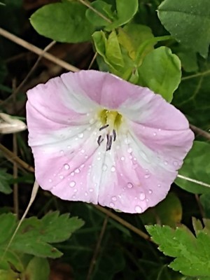 photo of Field Bindweed