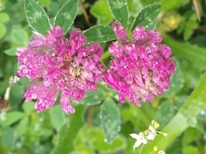 photo of Red Clover