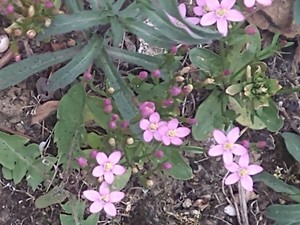 photo of Common Centaury