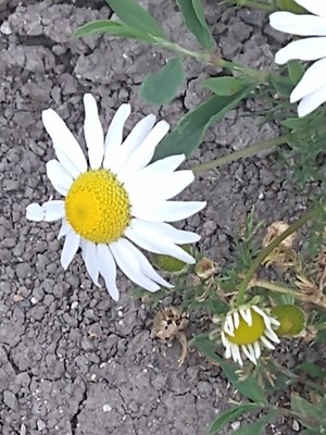 photo of Scented Mayweed