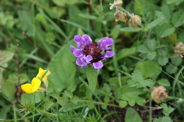 photo of Selfheal
