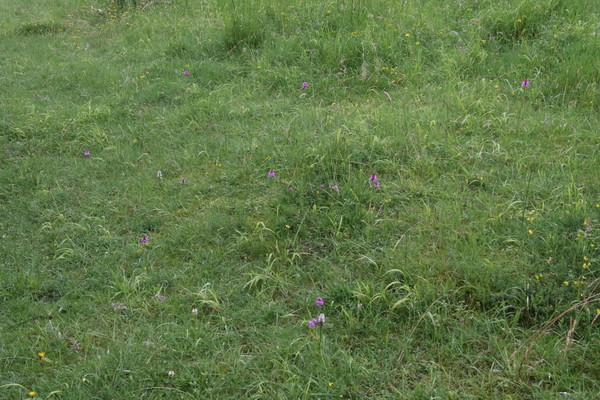 photo of Pyramidal Orchid