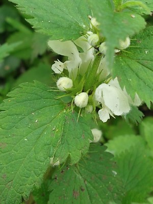 photo of White Dead Nettle