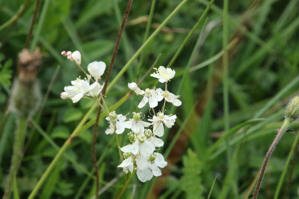 photo of Dropwort