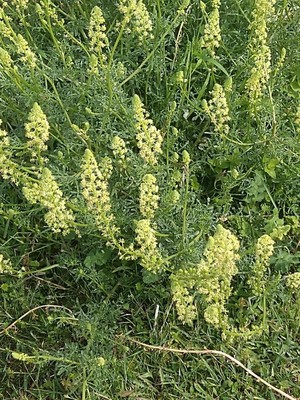 photo of Wild Mignonette