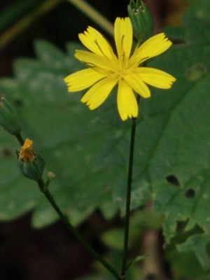 photo of Nipplewort