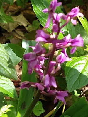 photo of Early Purple Orchid