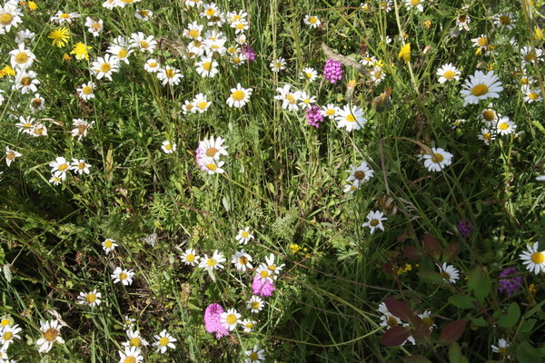 photo of Pyramidal Orchid