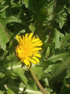 photo of Dandelion