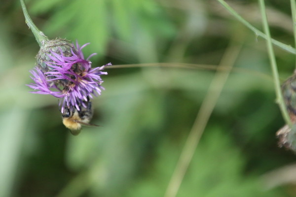 photo of Greater Knapweed