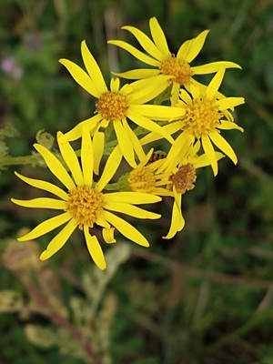 photo of Ragwort